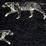 Black Panther