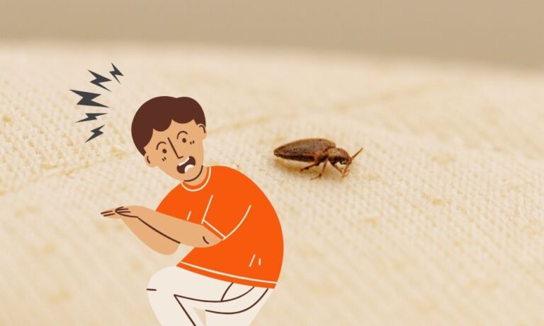 bed bug